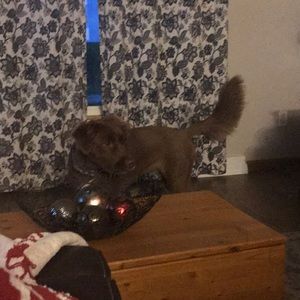 Meet your Posher, Maggie